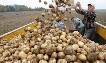Hа прошлой неделе инспекторы ANSA задержали партию картофеля более 21 тонны.