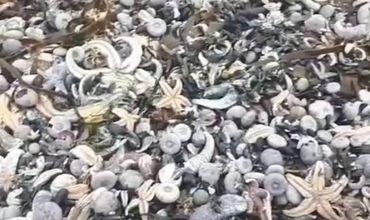 Побережье Камчатки усыпано мертвыми морскими обитателями.