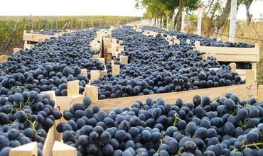 Виноградари из Гагаузии собирают богатый урожай.