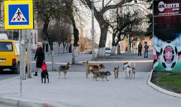 Муниципальные службы в Бельцах не вывозят из города трупы животных.