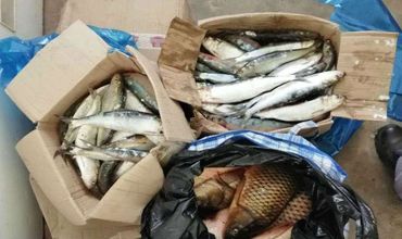 Рыба на общую сумму 2,470 румынских леев была конфискована. Ведется расследование.