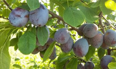 Слива подешевела, но цена на нее все еще выше прошлогоднего уровня. Фото: east-fruit.com.