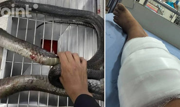В Таиланде женщина руками поймала напавшую на нее кобру и приехала с ней в больницу.