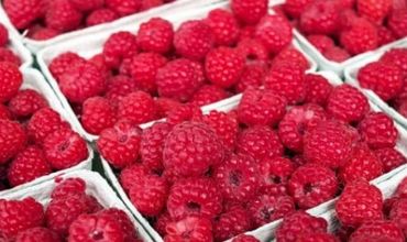 В северной зоне Молдовы, где сосредоточена основная часть плантаций малины, началась кампания уборки урожая.