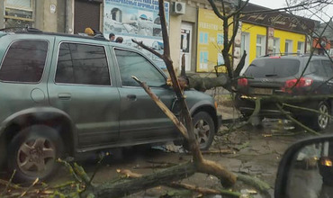 Чебан о поврежденных авто: Деревья вырубают не ради удовольствия.