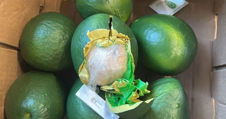 Vameșii din Țările de Jos au găsit sute de kilograme de cocaină ascunse în avocado fals.