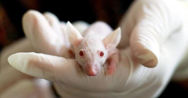 Создан комитет по этике для защиты животных, используемых в научных целях.