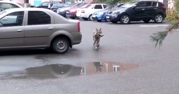 В российском городе Уфа отловили волка, бегавшего по детской площадке