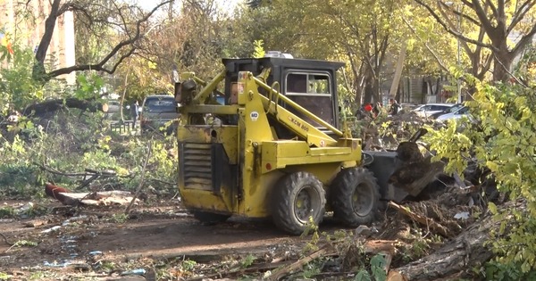 До конца июля сотрудники Зеленхоза срежут более 200 поврежденных деревьев.