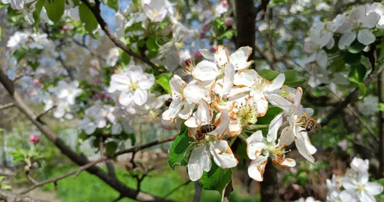 Ceața artificială protejează de înghețuri: Cum și-a salvat roada un pomicultor