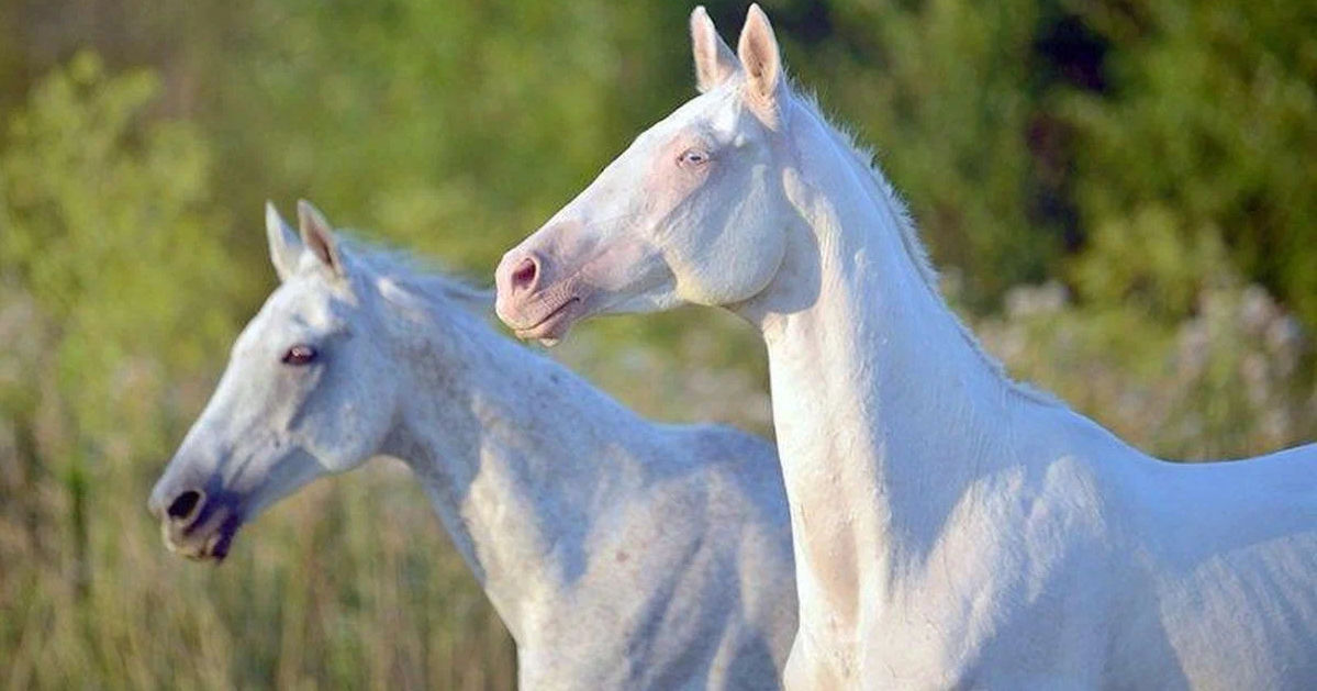 Казахстанский фермер разводит белых лошадей с голубыми глазами