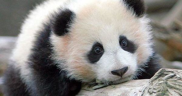 În China va fi creat un sanctuar pentru urşii panda