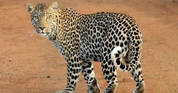Un leopard a intrat într-o clădire îngrozindu-i pe toți cei prezenți