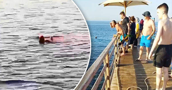 В Египте акула откусила ногу и руку туристке.