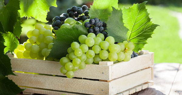 Виноградари Молдовы смогут продавать виноград только после получения сертификата безопасности от ANSA.