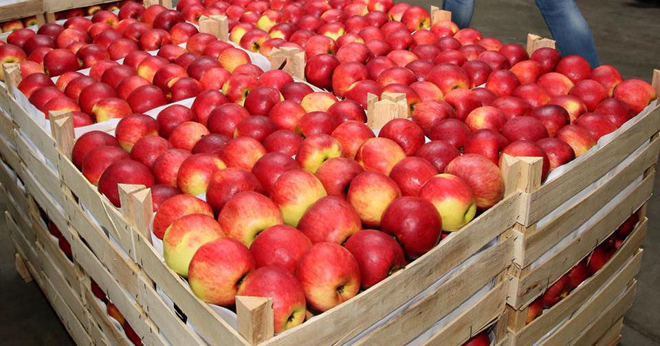 Купить яблоки от производителя. Яблоки на рынке. Молдавские яблоки. Поставка яблок. Молдавские производители яблок.