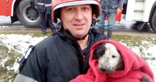 Momentul în care un cățeluș este salvat de la o moarte sigură.
