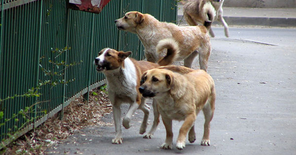 В столице стерилизовали и вакцинировали более 250 бездомных собак.