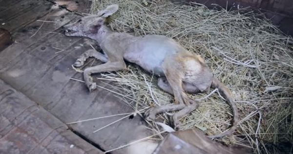 В селе Ивановка житель убил "чупакабру".