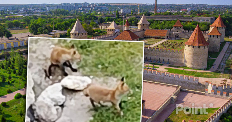 O familie de vulpi s-a adăpostit la Cetatea Bender.