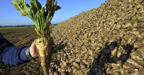 Из-за засухи корнеплоды сахарной свеклы очень низкого качества, их отказываются принимать на заводах.