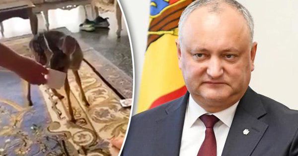 Додон опубликовал видео со спасенным олененком.