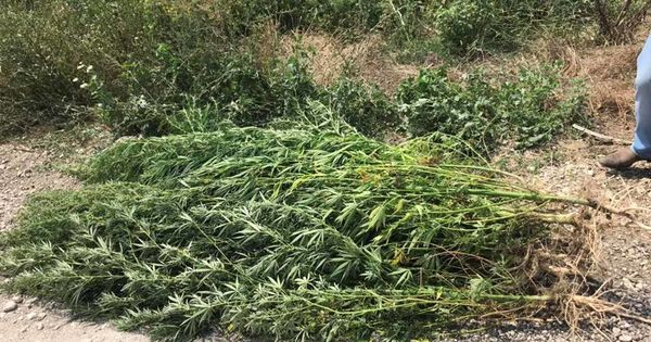 Наркосодержащие растения выкорчевали, изъяли и отправили в специальную лабораторию для проведения экспертизы.