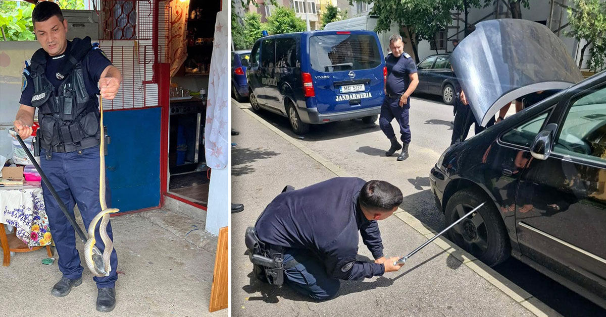 В румынском уезде нашествие змей: больницы запасаются сывороткой. Коллаж: Point.md