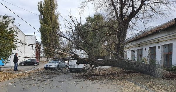 Сильный ветер повалил пять деревьев в столичных секторах Буюканы, Рышкановка и Ботаника. 