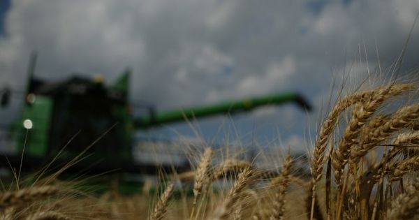 В Молдове собрали примерно 45% урожая пшеницы и 90% ячменя.