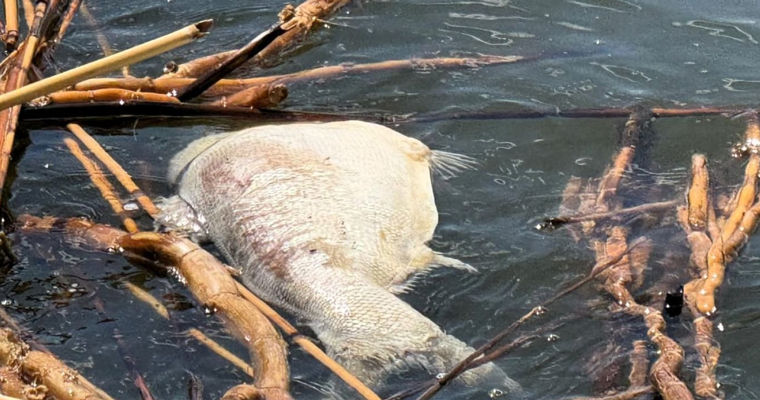 У границ Молдовы гибнет рыба: на Кучурганском водохранилище зафиксирован мор толстолоба.