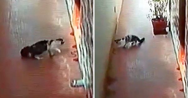 На юге Индии домашний кот защитил своих хозяев от ядовитой кобры, заползшей в жилище.