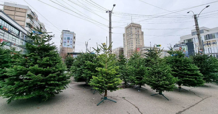 Жители столицы не спешат покупать ели из-за высоких цен.