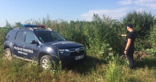 Пограничники обнаружили плантацию конопли на молдо-румынской границе.