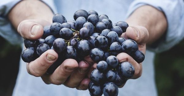 Виноградари Молдовы обеспокоены снижением цен на свою продукцию.