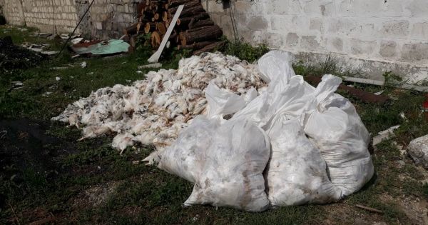 В Комрате из-за непогоды на ферме погибло 19 тыс. цыплят.