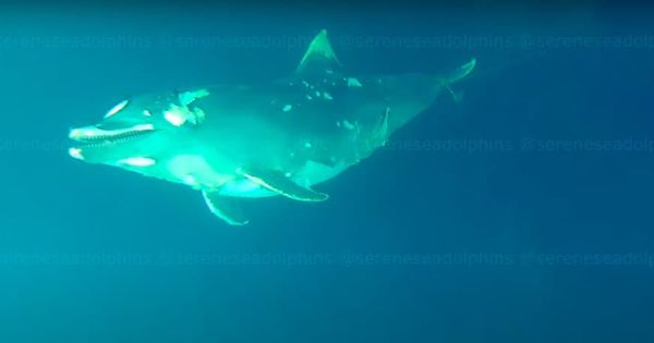 В Черном море нашли "кладбище" утопленных дельфинов.
