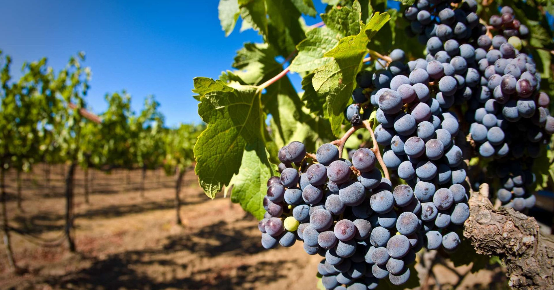 В Гагаузии ожидают богатый урожай винограда, но возможна проблема сбыта.