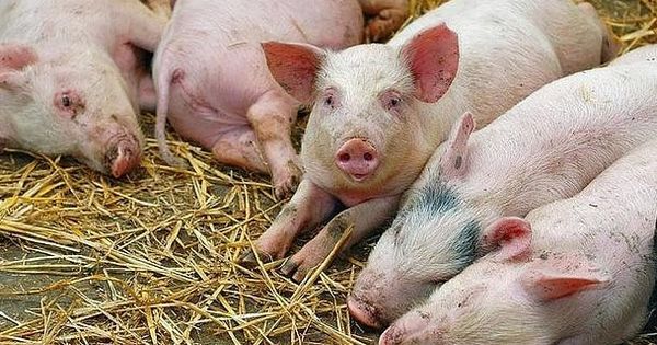 ANSA уничтожила почти сотню свиней в Кагульском районе.