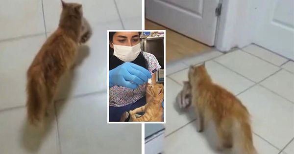 Мама принесла котенка. Как нести кота в руках. Турция кошки везде даже в больнице. Кошка в Турции на кровати. Может ди Фея принести потенка.