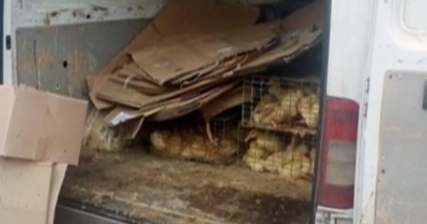 В Дрокиевском районе из продажи изъяли 125 кг мяса.