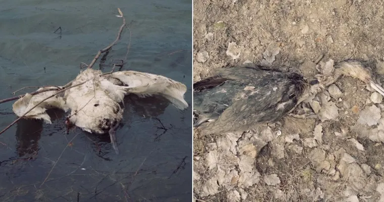 Păsări moarte, observate pe malul Nistrului. Inspectorii de mediu, trimiși în teren