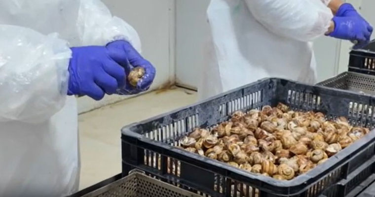 Украина расширит экспорт в Молдову: улитки, икра и мясопродукты.