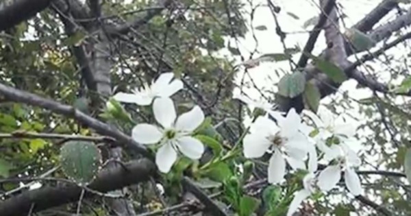 На севере Молдовы вновь зацвели каштаны, сирень и акация.