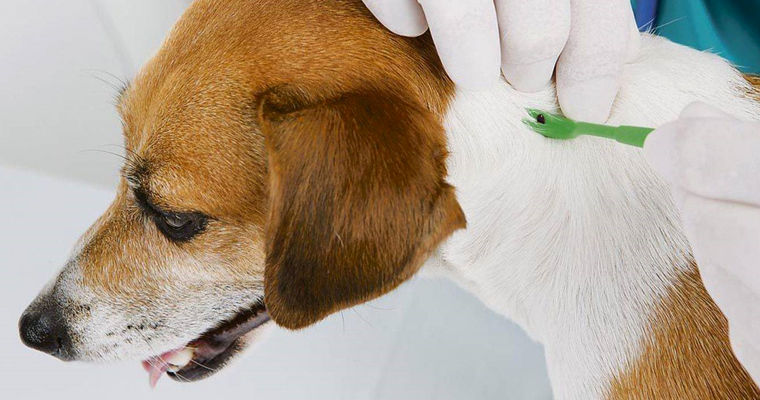 ANSA avertizează proprietarii de animale despre vârful de activitate al căpușelor.