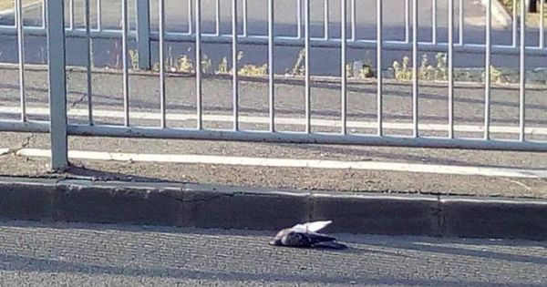 Moarte suspectă a porumbeilor într-un oraş din România.