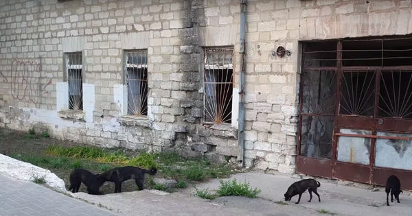 В Тараклии участились случаи нападения бродячих собак на людей.