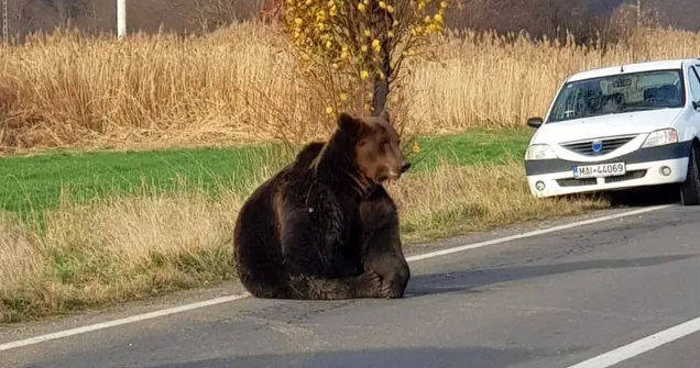 Un bărbat, atacat de un urs la o stațiune de schi din România.