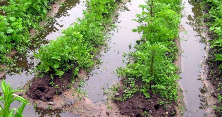 Урожай в Молдове оказался под угрозой из-за затяжных дождей.