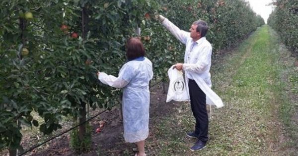 Инспекторы собрали образцы свежих яблок из сада площадью 50 га, расположенного недалеко от города Единцы. Фото: stiri.md.